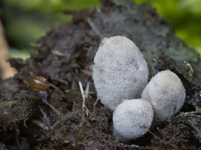 Coprinopsis trispora